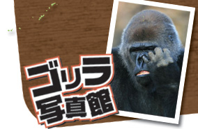 ゴリラ写真館