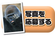 ゴリラの写真を応募する