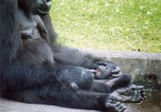 東山動物園のゴリラ