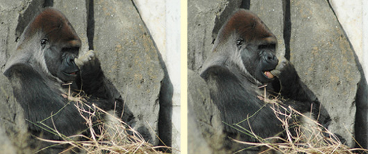鼻くそをほじるゴリラ