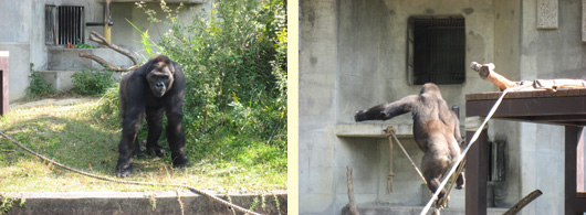 東山動物園のシャバーニ君